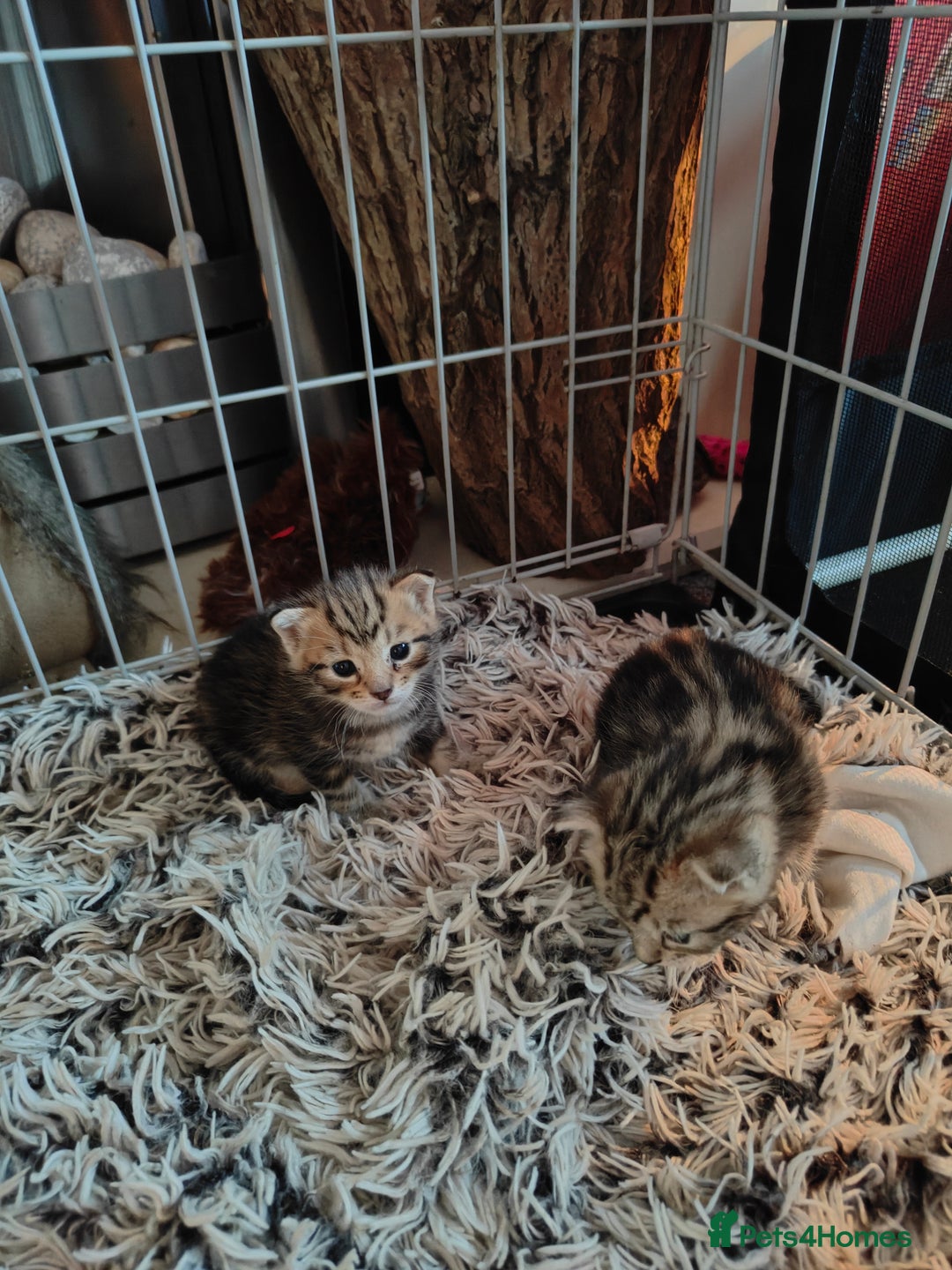 Savannah cats for sale: Savannah x Maine coon - Image 8