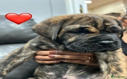 Cane Corso dogs for sale: Chunky Cane Corso Cross Pups – Ready Next Week! - Image 4