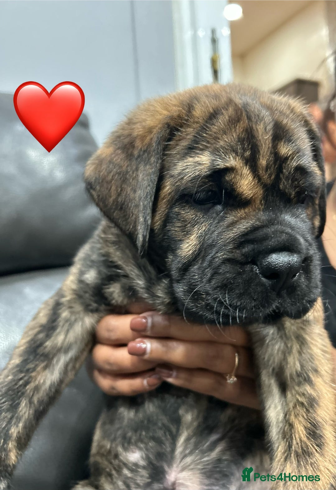Cane Corso dogs for sale: Chunky Cane Corso Cross Pups – Ready Next Week! - Image 4
