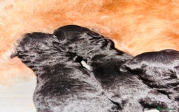 Labradoodle dogs for sale: Miniature Labradoodles - Advert 6