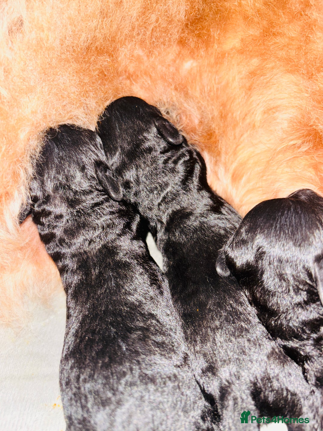 Labradoodle dogs for sale: Miniature Labradoodles - Advert 6