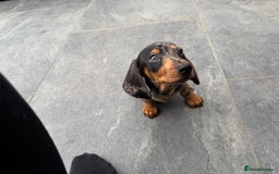 Miniature Dachshund dogs for sale: Stunning miniature dachshund boy - Image 3