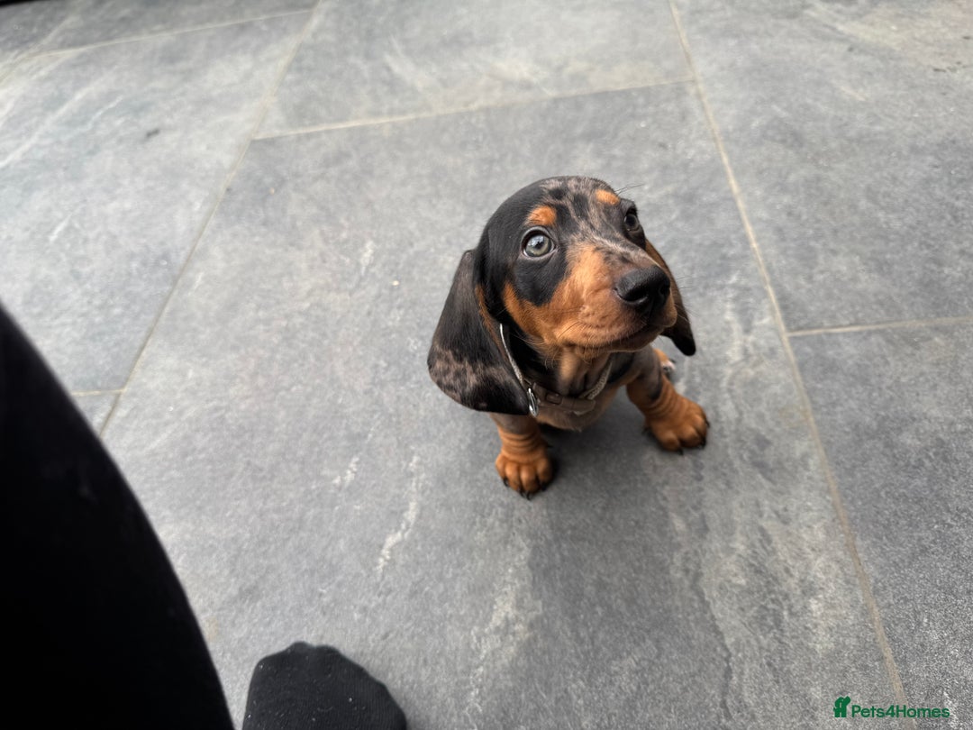 Miniature Dachshund dogs for sale: Stunning miniature dachshund boy - Image 3