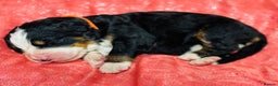 Bernese Mountain Dog dogs for sale: KC Registered Bernese Mountain Dog Puppies - Advert 16
