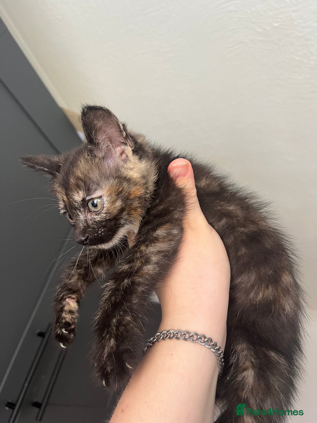 Mixed Breed cats for sale: Beautiful kittens for sale - Image 10
