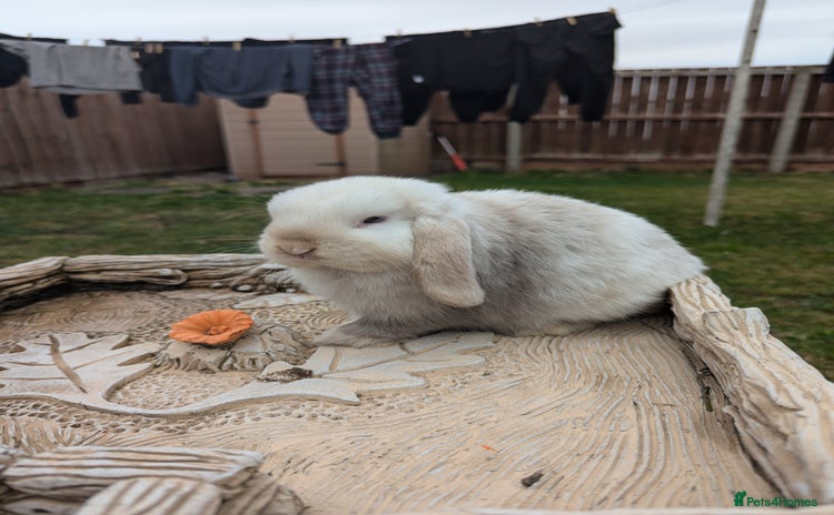 Mini Lop rabbits - Advert 10