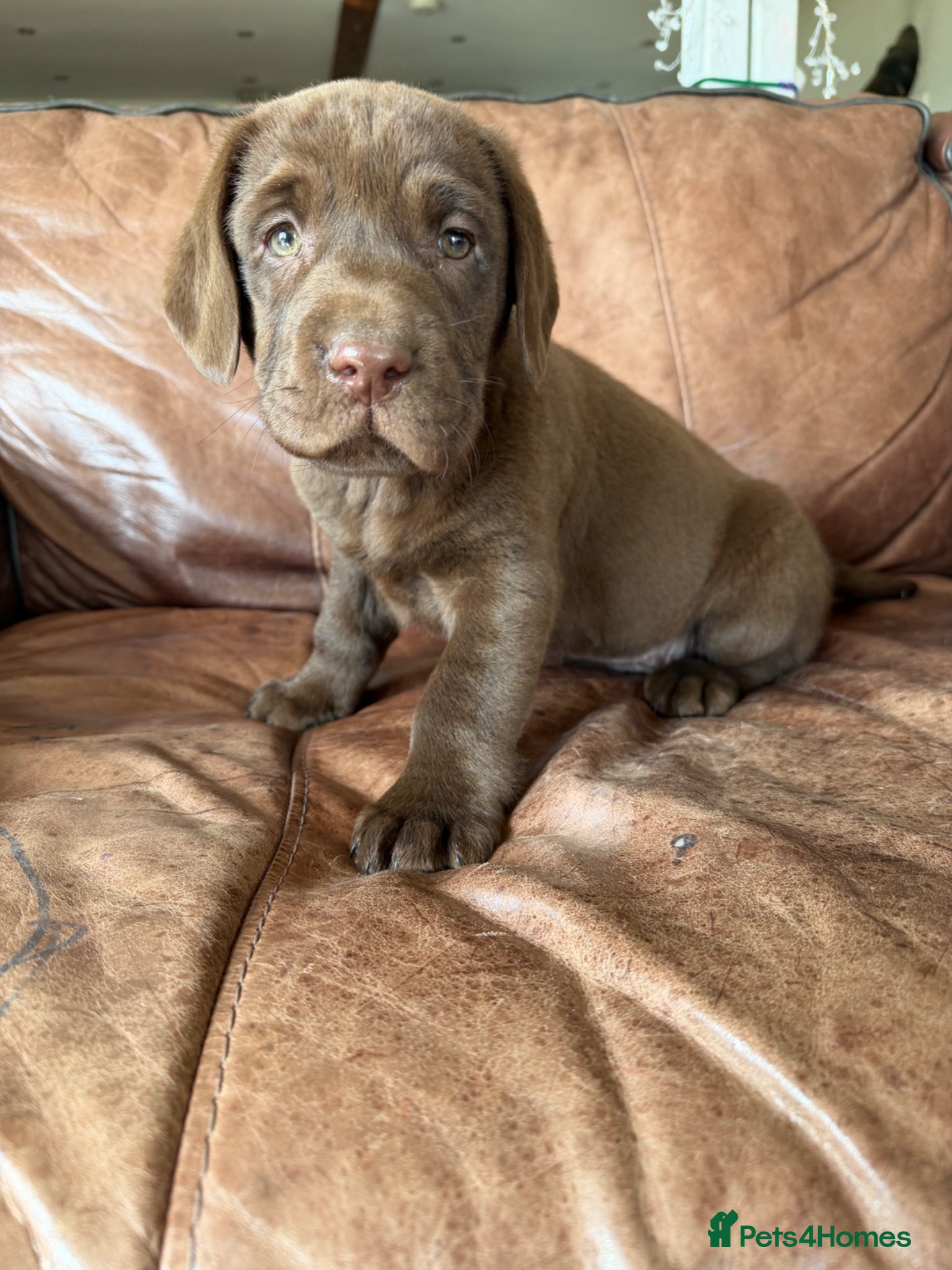 Labrador Retriever dogs 🐾Chocolate Labrador puppies🐾 - Advert 2