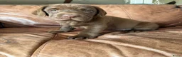 Labrador Retriever dogs for sale: 🐾Chocolate Labrador puppies🐾 - Advert 3
