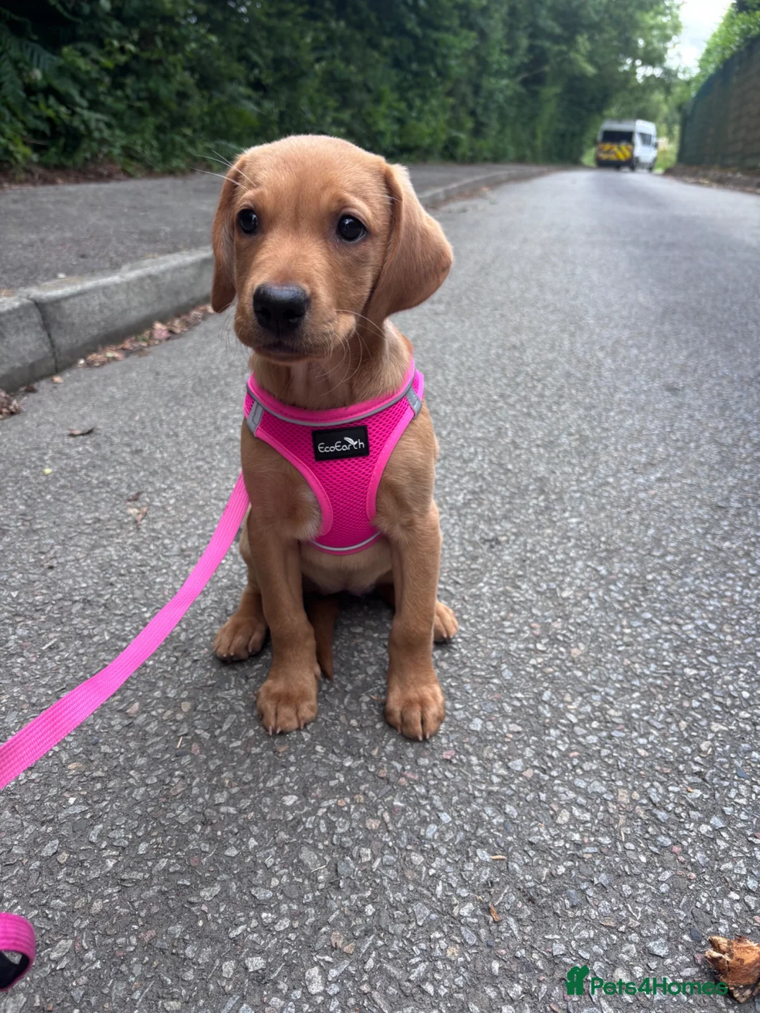 Labrador Retriever dogs for sale: 1 girl left…Beautiful litter of Labrador puppies - Advert 1
