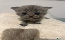 British Shorthair cats for sale: READY NOW!!Pedigree British Short Hair Kittens - Image 13