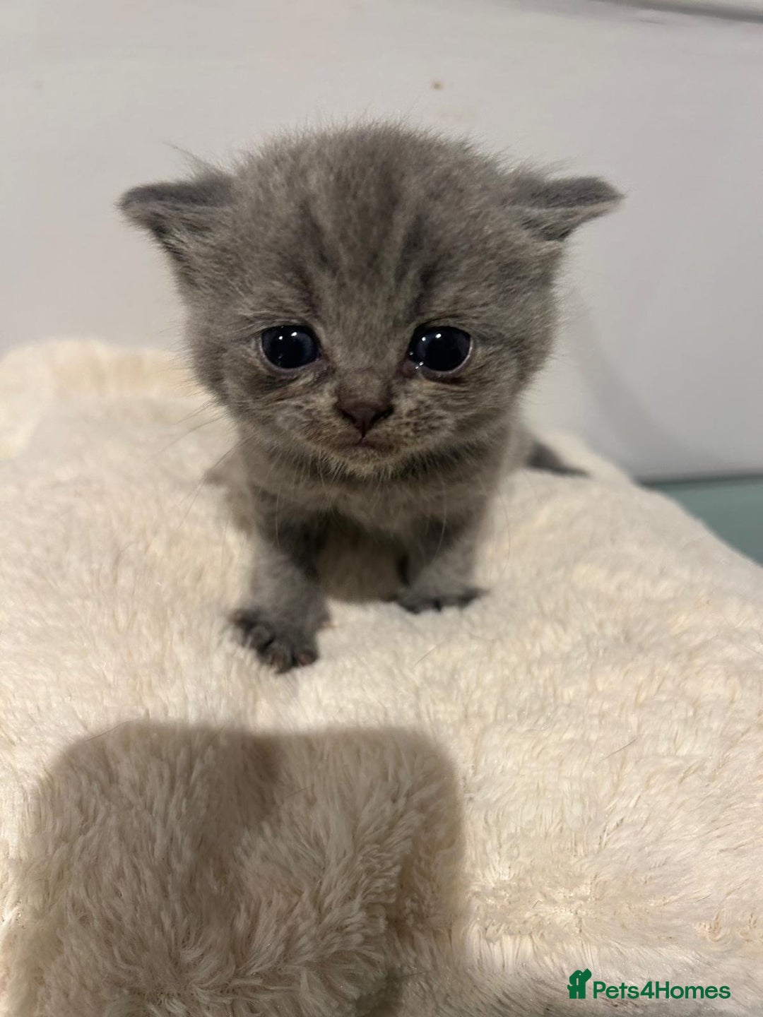 British Shorthair cats for sale: READY NOW!!Pedigree British Short Hair Kittens - Image 13