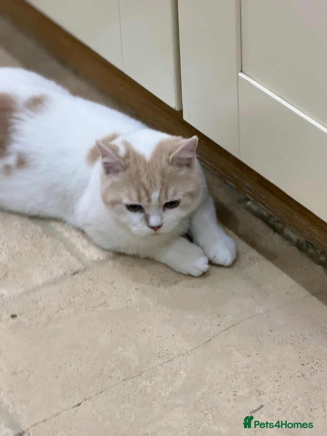 British Shorthair cats for sale: READY NOW - REGISTERED FULL PEDIGREE BSH - Advert 11