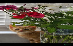 Maine Coon cats for sale: Kittens - Image 3