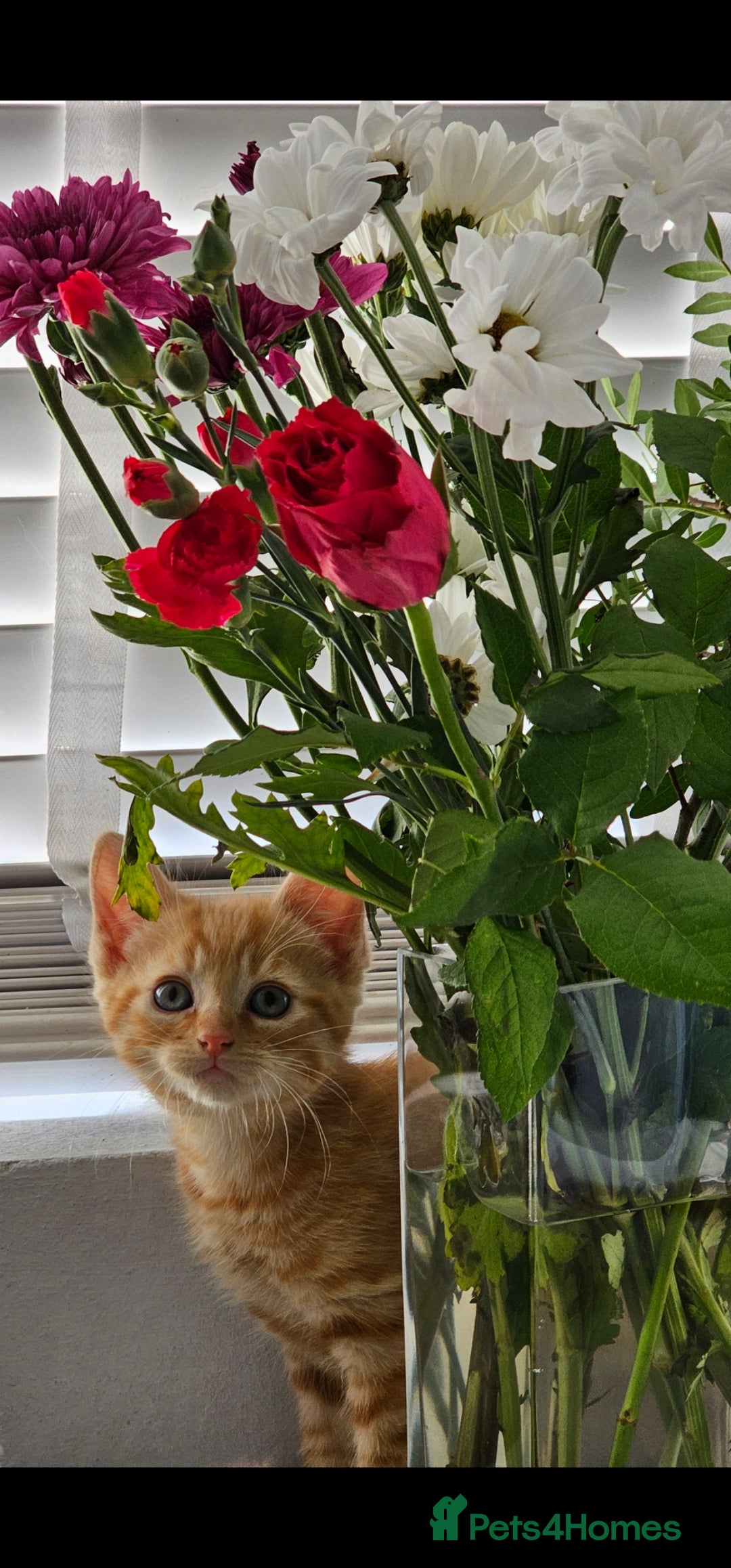 Maine Coon cats for sale: Kittens - Image 3