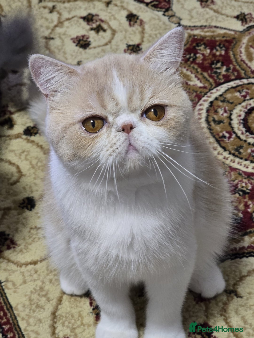 Exotic cats for sale: Cream and White Pedigree Exotic Shorthair in London - Image 1