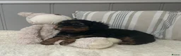 Cavalier King Charles Spaniel dogs for sale: Kc Reg’d, health tested female Cavalier pups - Advert 5