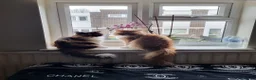 Mixed Breed cats for sale: Persian kittens  - Advert 11