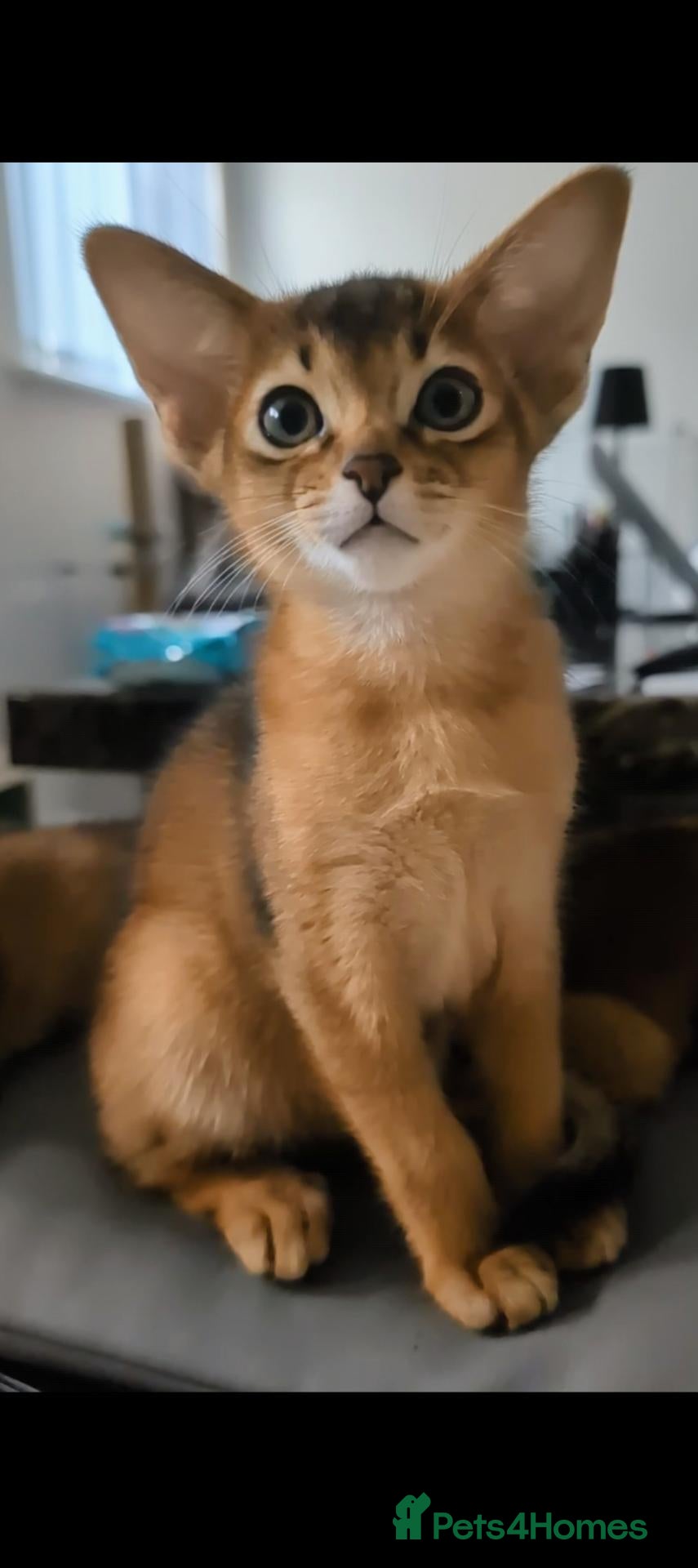 Abyssinian cats for sale: 🩷Girls 🩷 Show class kittens 🐾 - Advert 21
