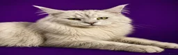 Maine Coon cats for stud: Russian Imported Pedigree Maine Coon Stud in Stafford - Advert 3