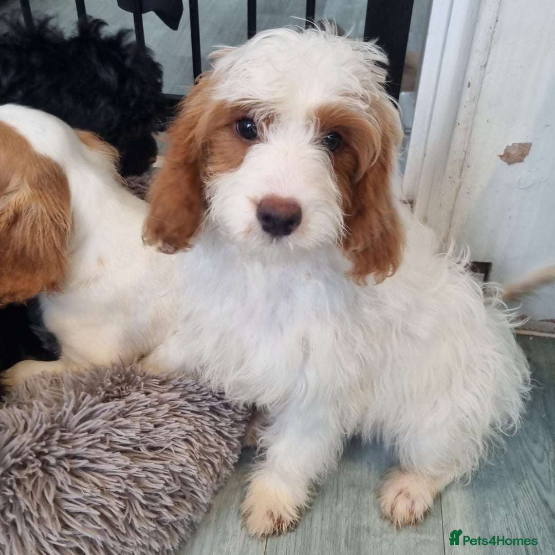 Cavapoo dogs for sale: F1 Cavapoo puppies - Image 7