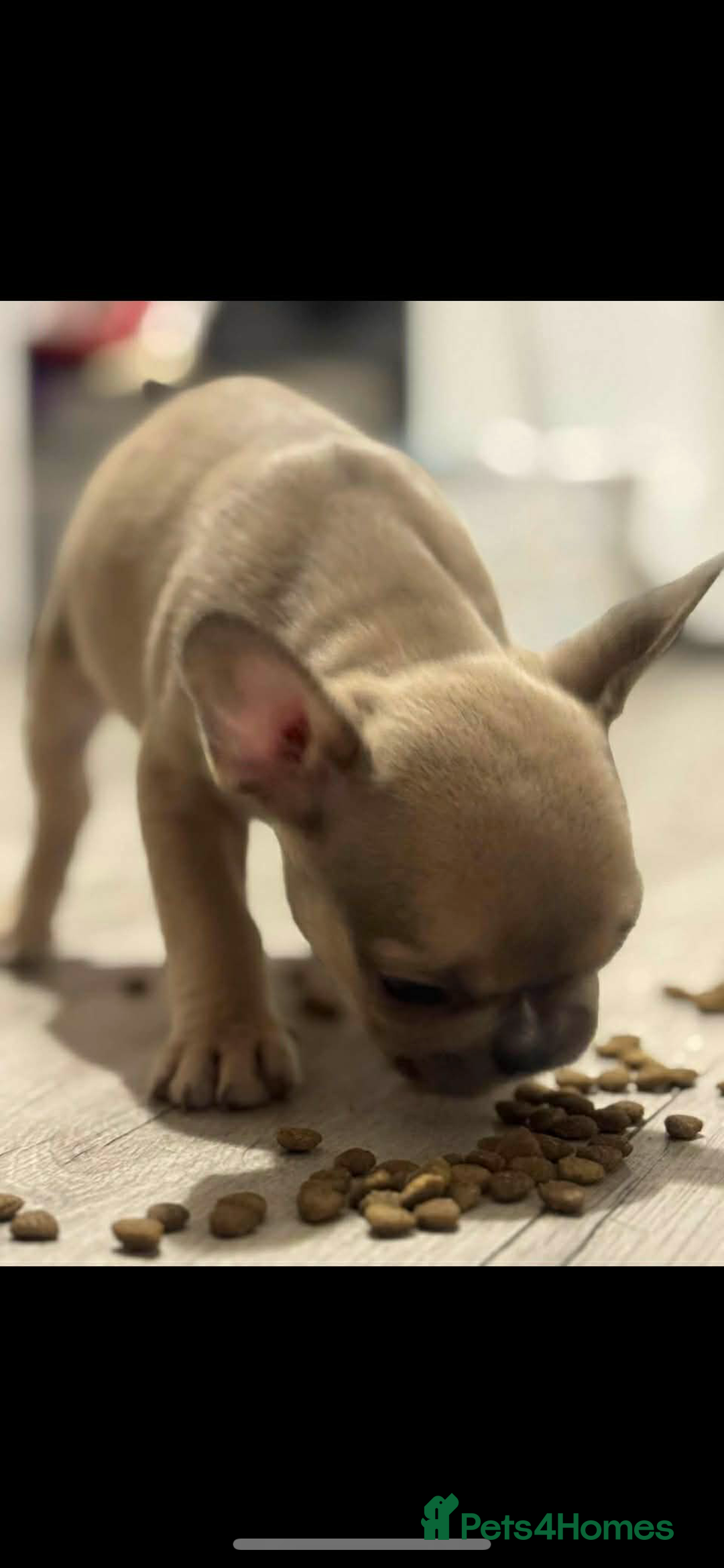 French Bulldog dogs for sale: French bulldog pups available (Reduced) - Advert 21