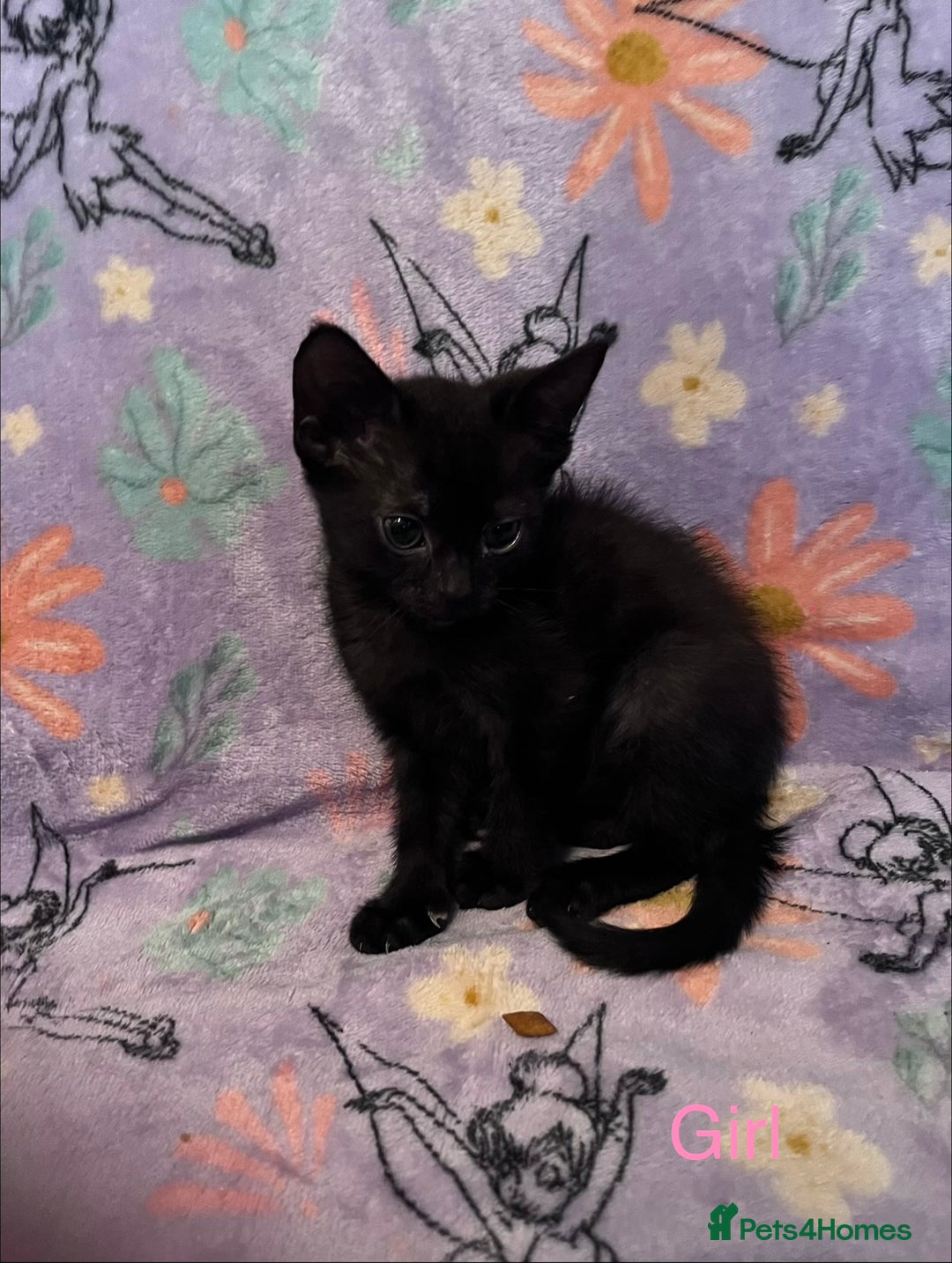 Mixed Breed cats for sale: 6 Kittens Ready to Leave! - Advert 10