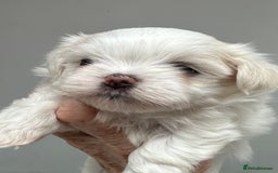 Shih Tzu dogs for sale: Imperial shihtzu puppies  - Image 4