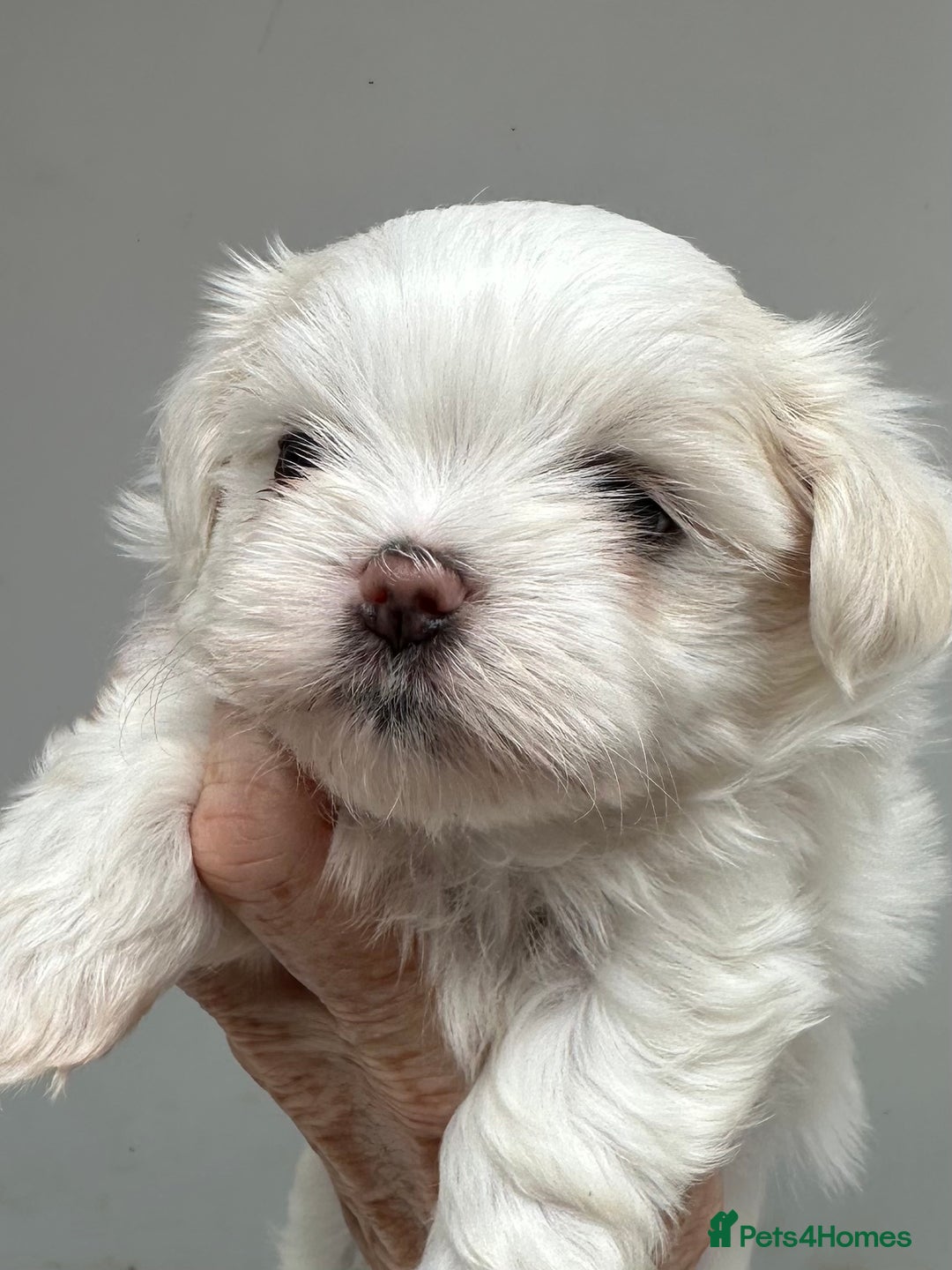 Shih Tzu dogs for sale: Imperial shihtzu puppies  - Image 4