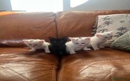 Mixed Breed cats for sale: 4 Adorable kittens - Image 2