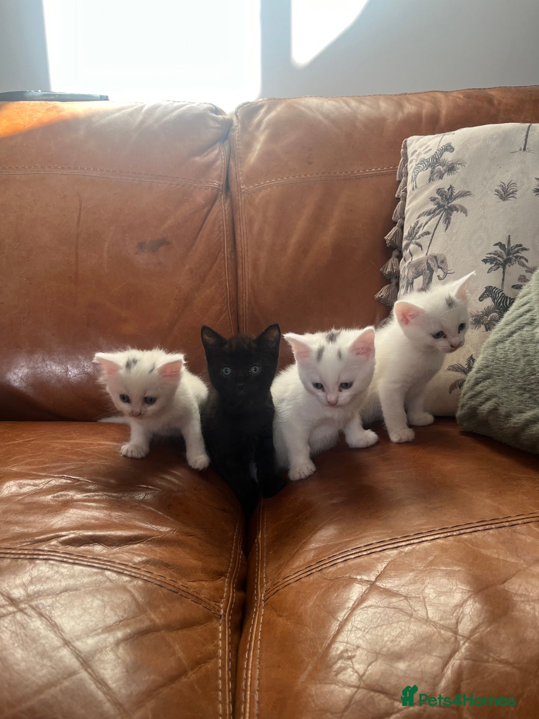 Mixed Breed cats for sale: 4 Adorable kittens - Image 2