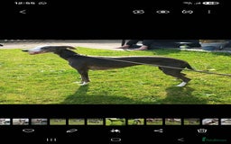 Mixed Breed dogs for sale: Whippet x Italian greyhounds for sale  - Image 2