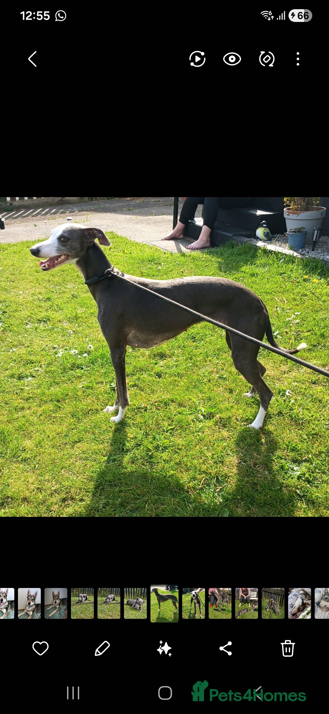 Mixed Breed dogs for sale: Whippet x Italian greyhounds for sale  - Image 2