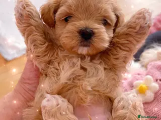 Maltipoo dogs Tiny Asian poodle/Korean Maltipoos - Advert 1