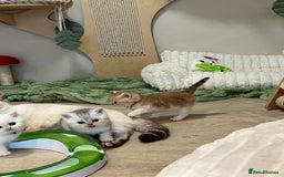 British Shorthair cats for sale: Affectionate lap cats health tested parents  - Image 26