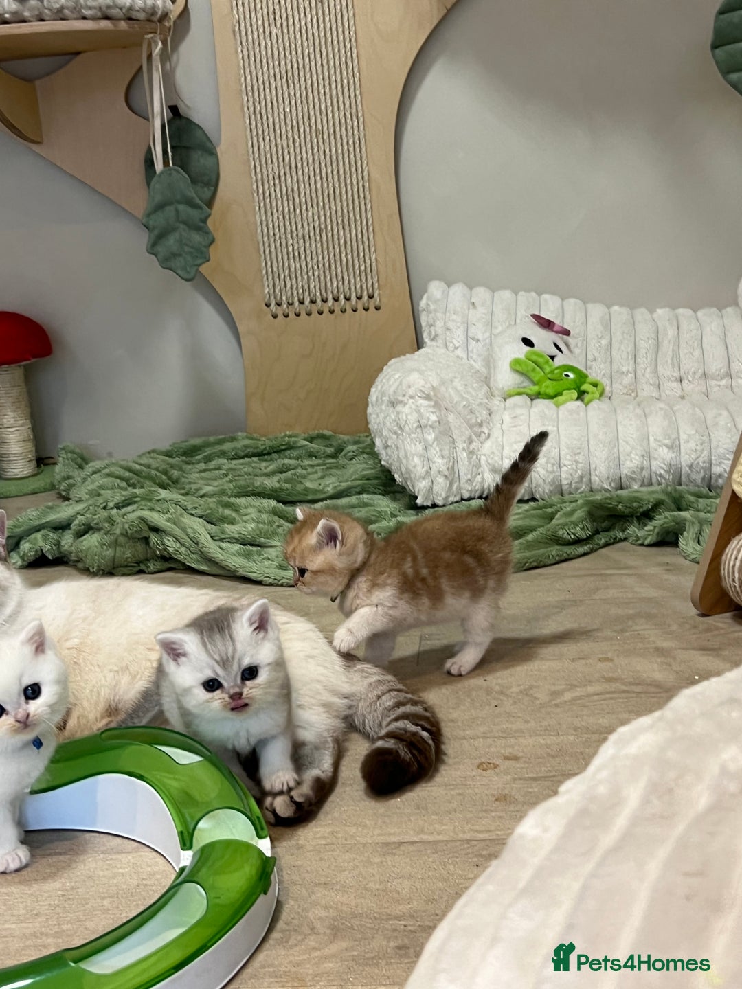 British Shorthair cats for sale: Affectionate lap cats health tested parents  - Image 26