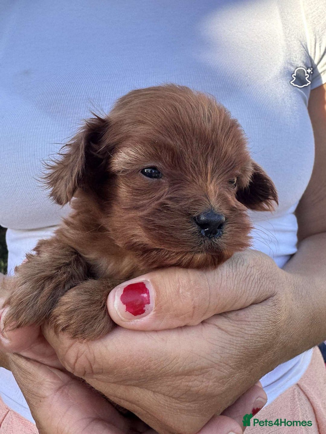 Cavapoo dogs for sale: Beautiful Tiny Cavapoos  - Image 7