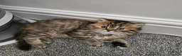 Scottish Fold cats for sale: Adorable Scottish Fold Straight Ear Tabby Kittens  - Advert 33