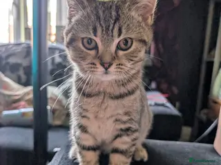 British Shorthair cats Nora - Advert 6