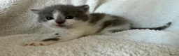Mixed Breed cats for sale: Adorable Persian Cross Kittens  - Advert 3