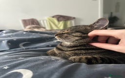 Mixed Breed cats for sale: 2 gorgeous girls tabby and tortoise shell - Image 4