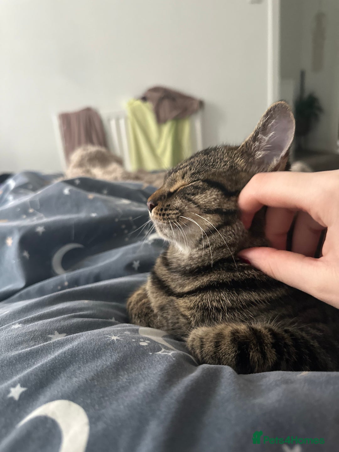Mixed Breed cats for sale: 2 gorgeous girls tabby and tortoise shell - Image 4