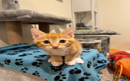 Mixed Breed cats for sale: 🌟 Beautiful Kittens 🌟 - Image 4