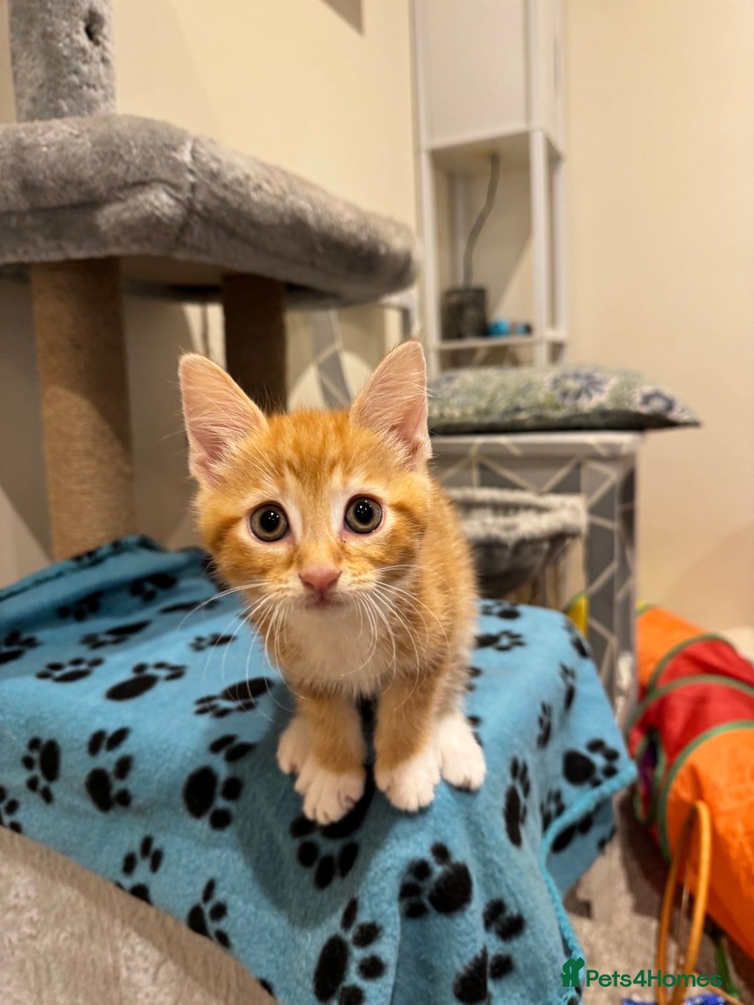 Mixed Breed cats for sale: 🌟 Beautiful Kittens 🌟 - Image 4
