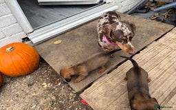 Mixed Breed dogs for sale: Minature Dacshund cross jack Russell  - Image 9