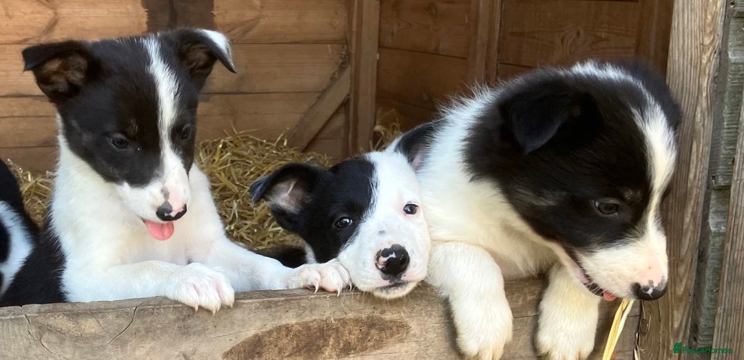 Border Collie dogs for sale: Pure border collies ready now  - Image 12