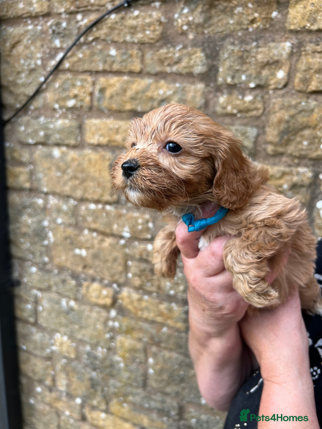 Cavapoo dogs for sale: Cavapoos puppies  - Image 5