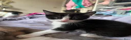 Domestic Shorthair cats for sale: Smartie black and white 15 week old male kitten  in Hitchin - Advert 7