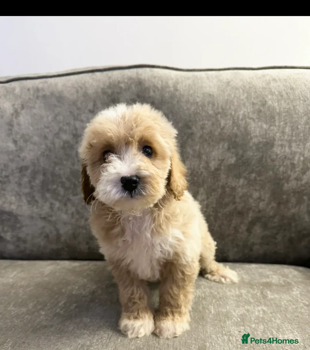 Cockapoo dogs for sale: Adorable Cockapoos’s looking for family homes - Advert 19
