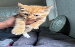 Mixed Breed cats for sale: 4 stunning kittens for sale - Image 4