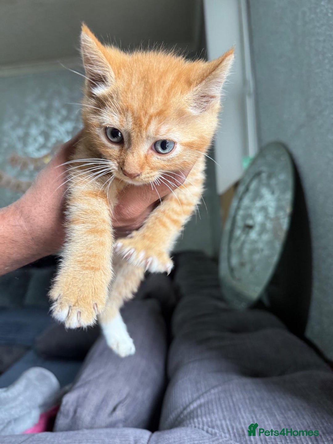 Mixed Breed cats for sale: 4 stunning kittens for sale - Image 4